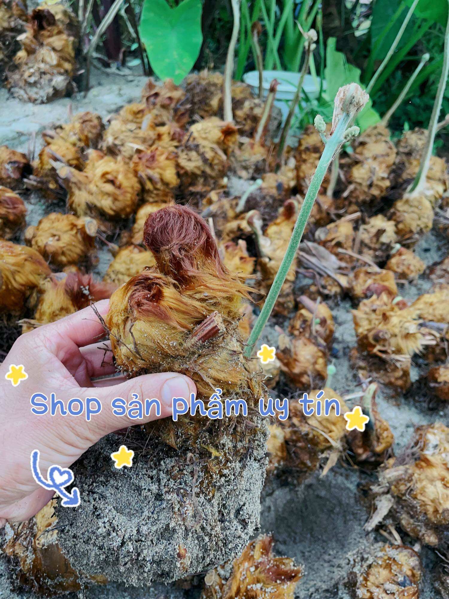 Cu li trồng kiểng (củ đã dâm ủ khoẻ)