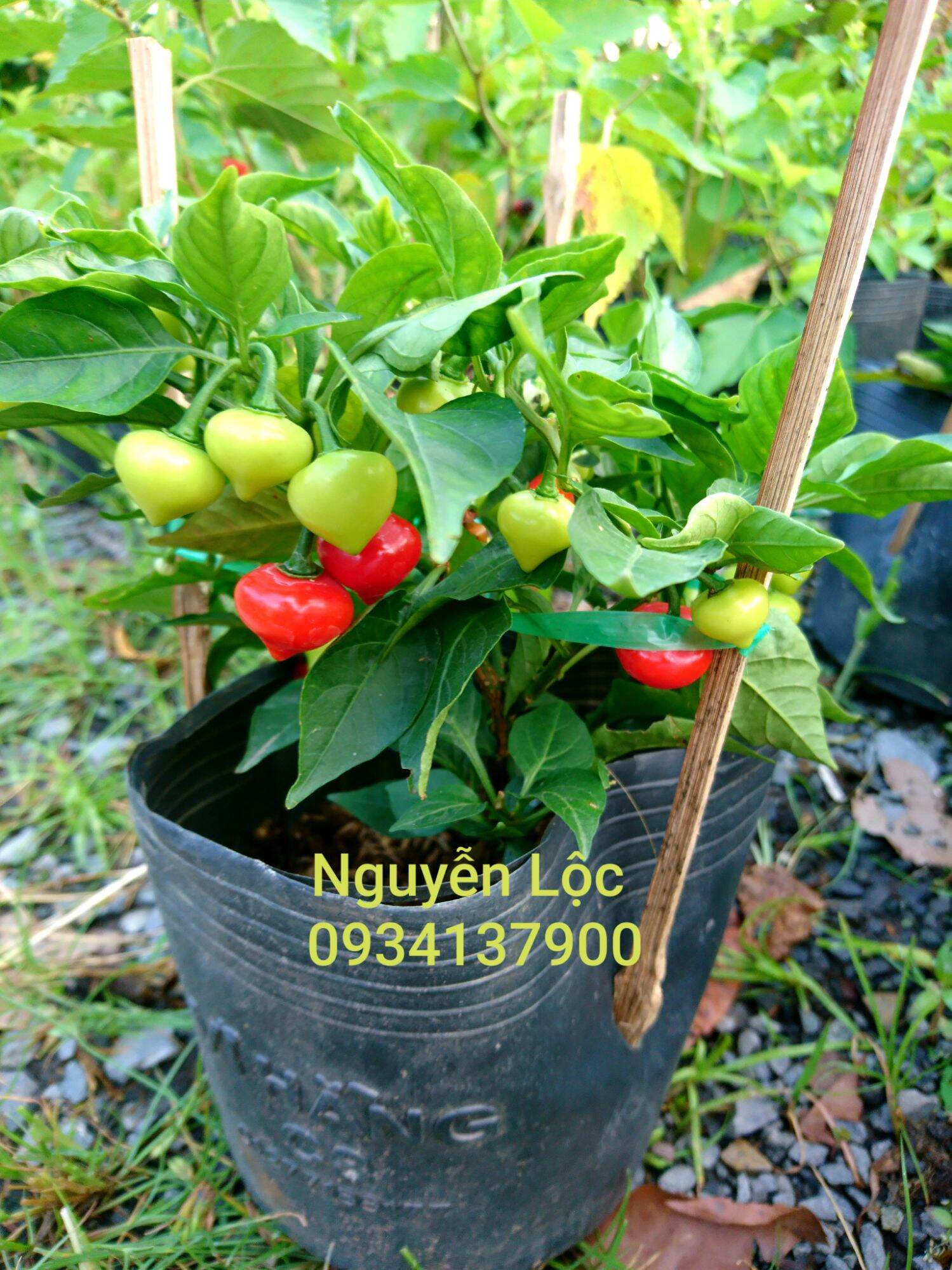 Cây ớt kiểng lùn biquinho/ ớt tim - Hoa kiểng Nguyễn Lộc- Cây giống chất lượng cao