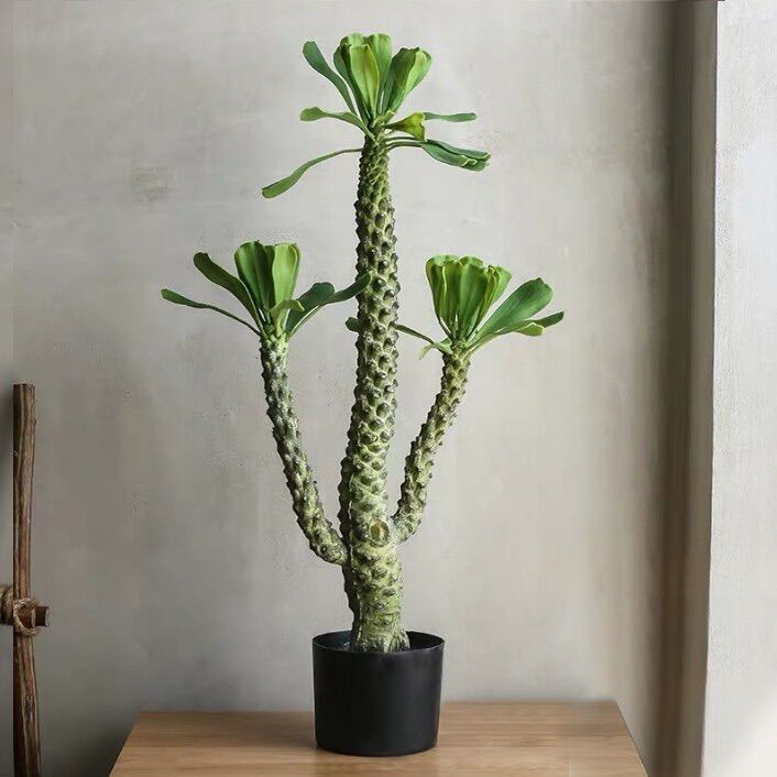 Xương rồng ngọc lân (35-40cm)