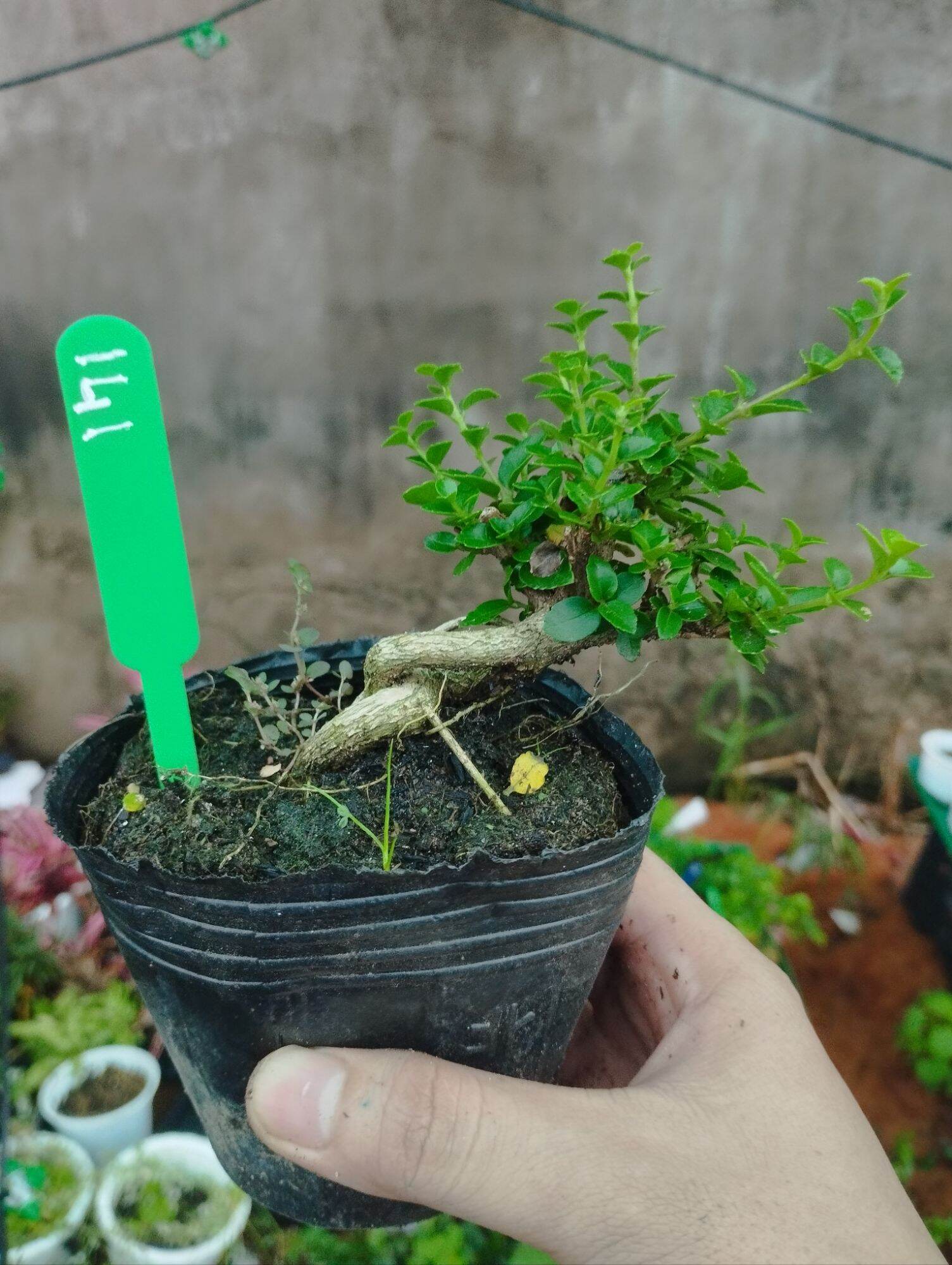 San hương mini bonsai