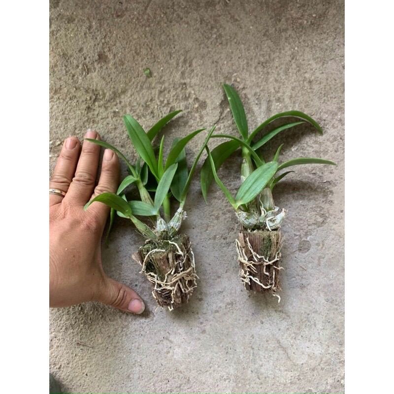 Đenzo yaya cây giống siêng hoa (ảnh 2,3)