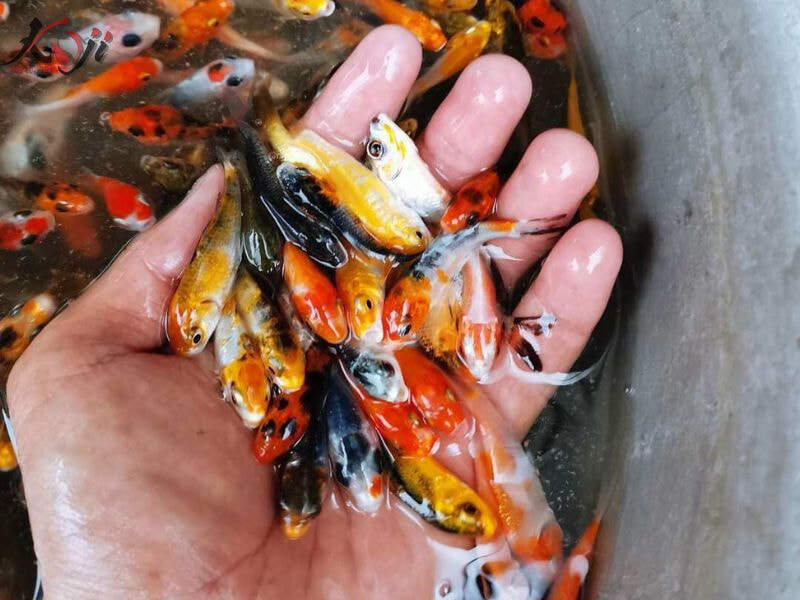 Combo 10 cá chép Koi mini, cá khoẻ mạnh, đủ màu sắc. có bảo hành rủi RO đó vận chuyển.