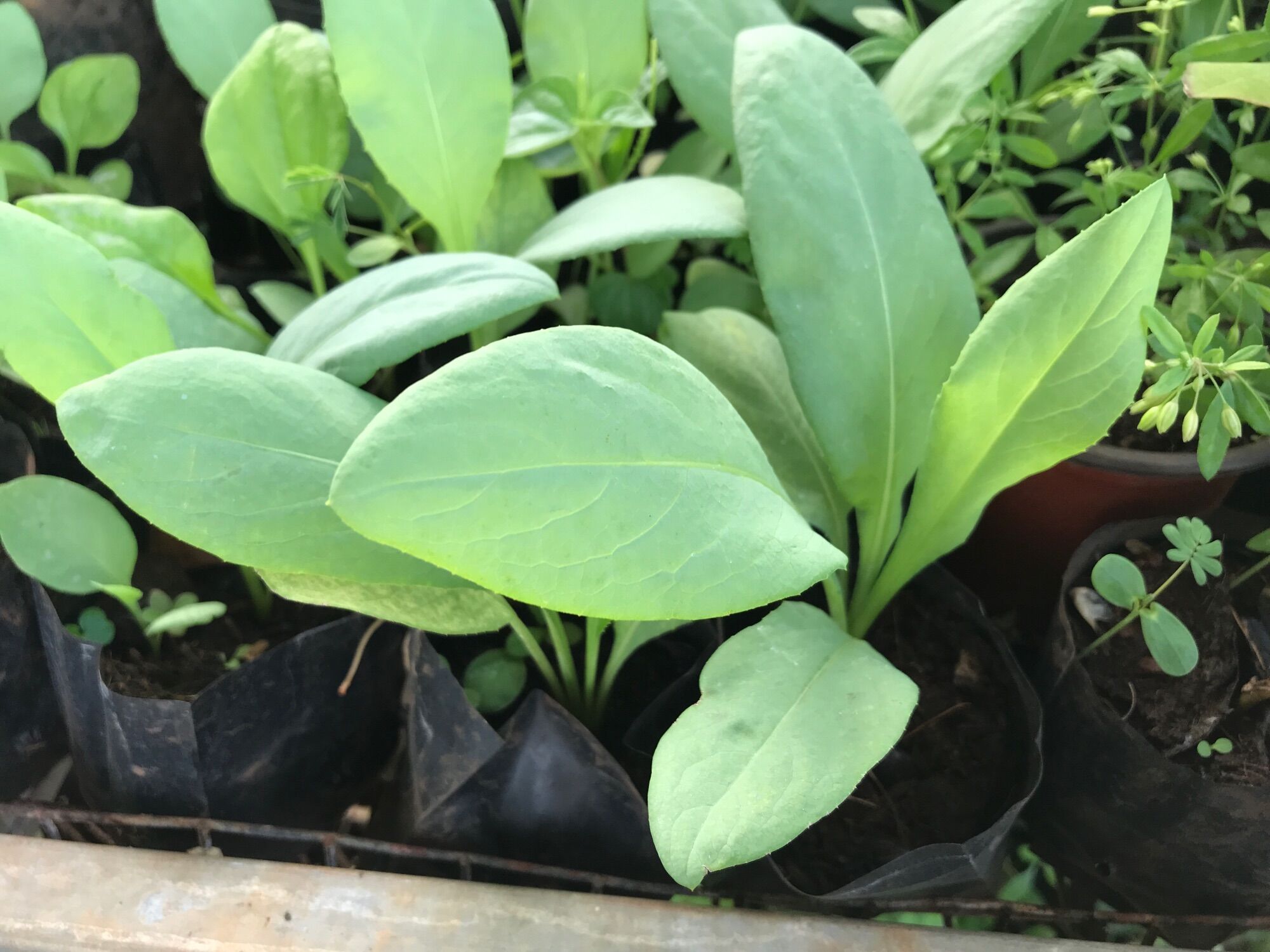 Hạt giống Bồ Công Anh lá to
