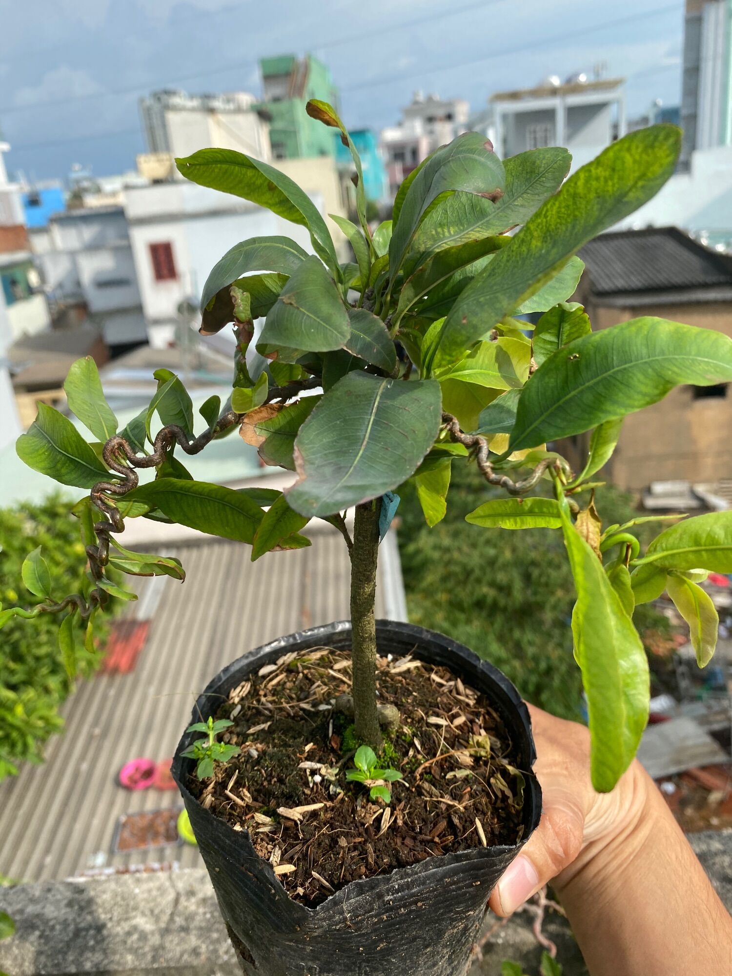 Cây Hoa mai tự quắn_cây ghép chuẩn