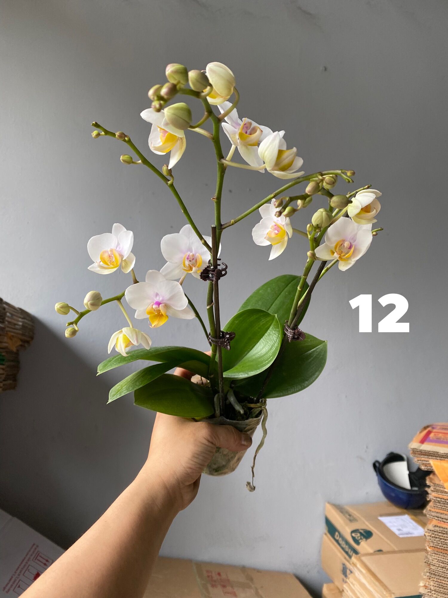 Hồ điệp đang 1 ngồng hoa - Cây Tơ
