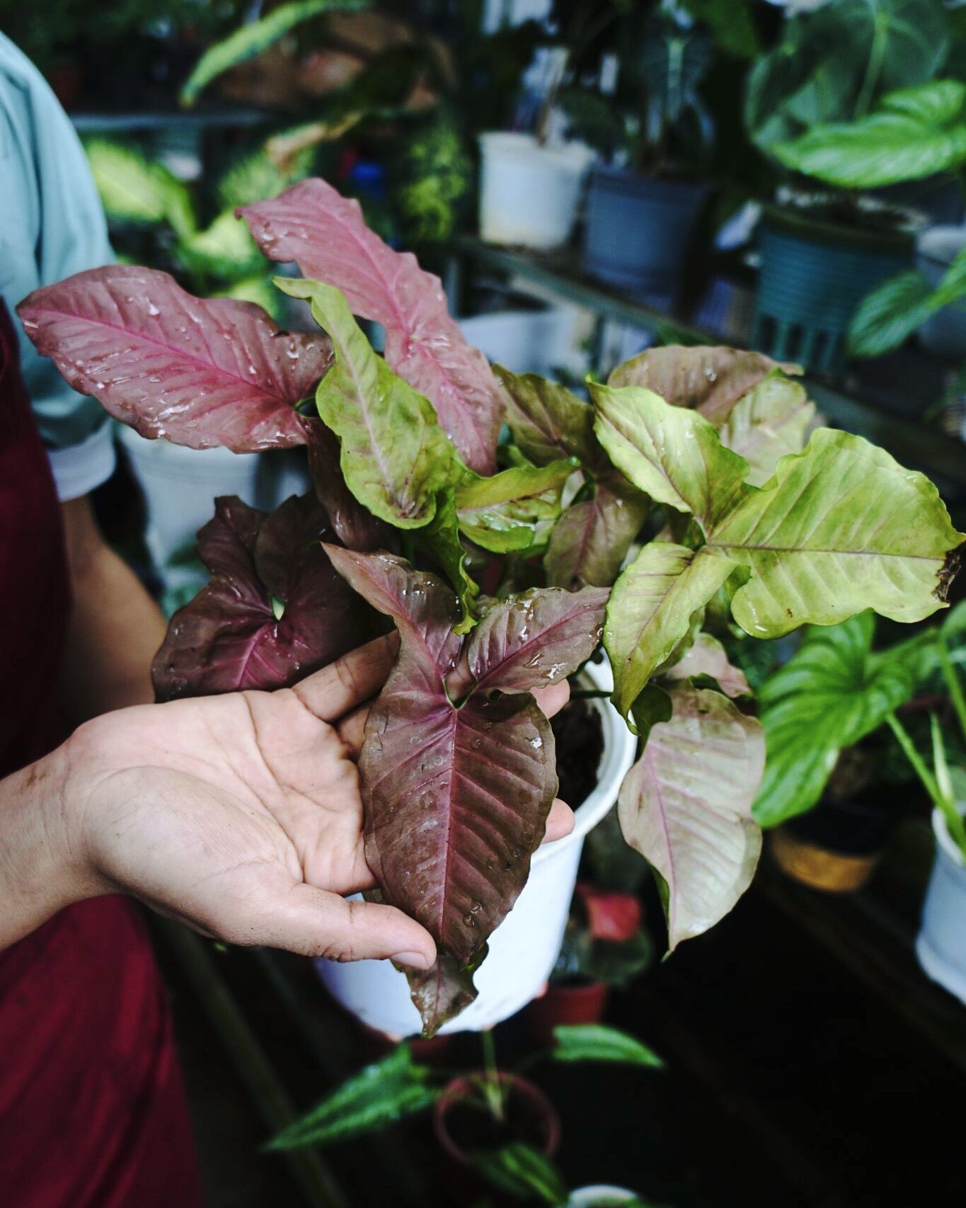 CÂY TRẦU BÀ HỒNG