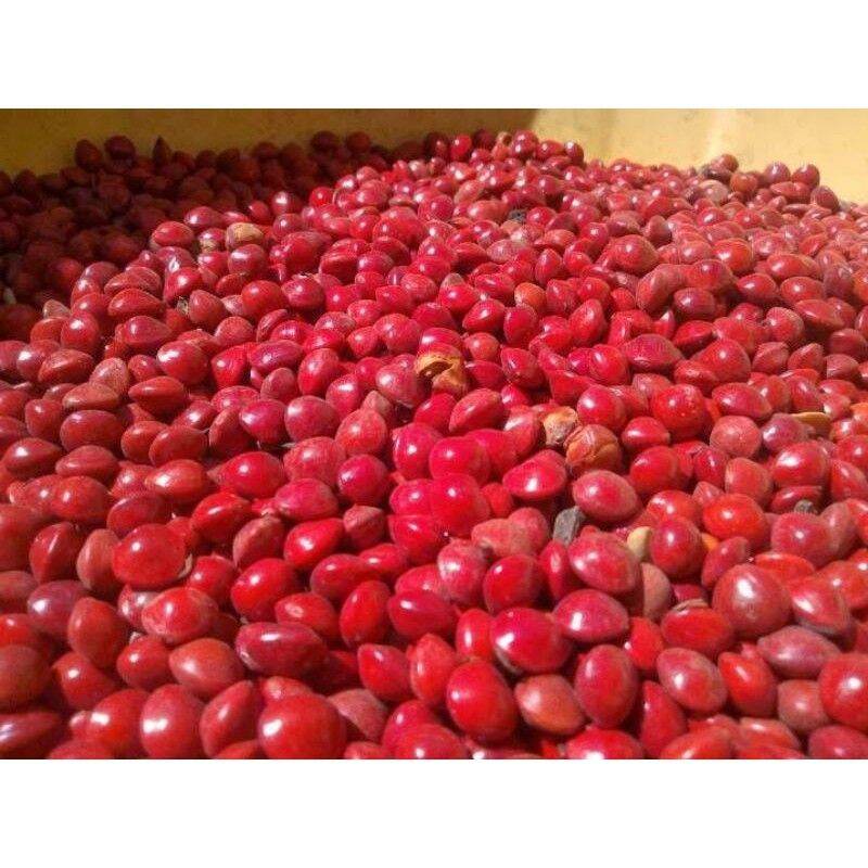 1 KG HẠT GIỐNG CẨM LAI ĐỎ [ Hạt tuyển chọn với tỷ lệ nảy mầm cao > 95% ]