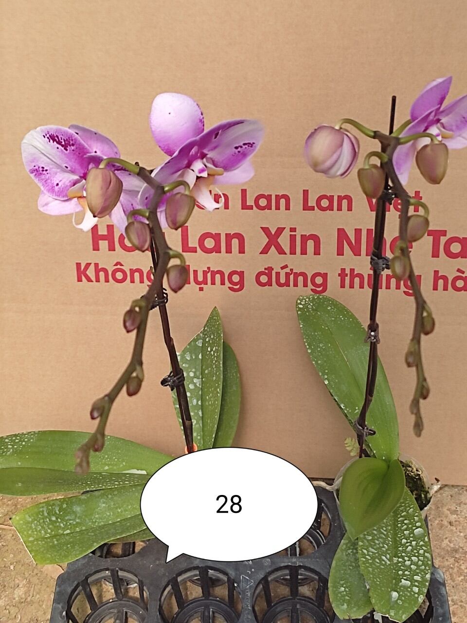 lan hđ giống cốc 2.5 màu số 28