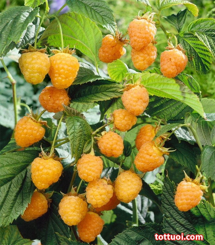 Cây mâm xôi. Shop có màu đen. đỏ. vàng