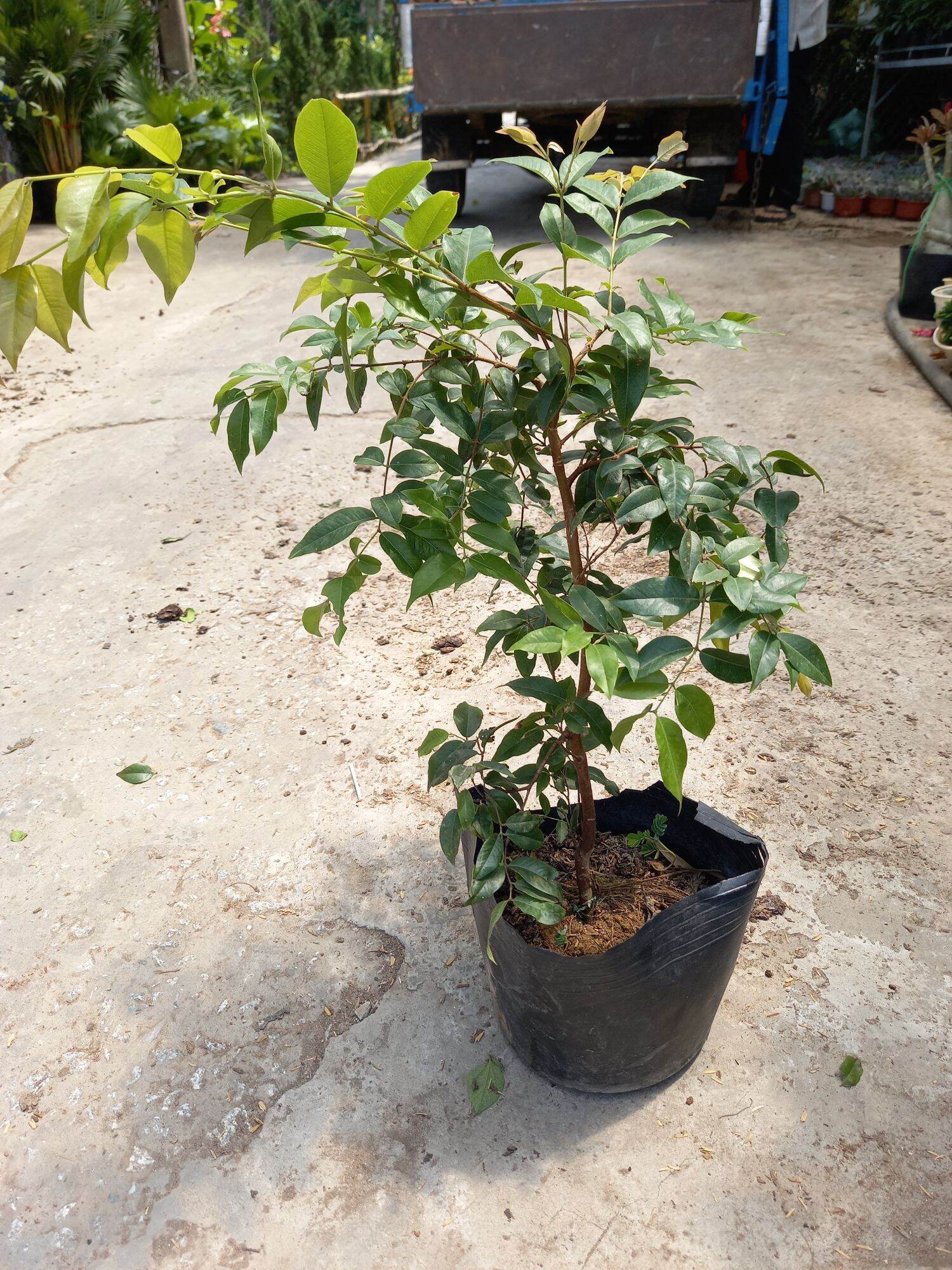 cây nho thân gỗ tứ  quý cao 65cm
