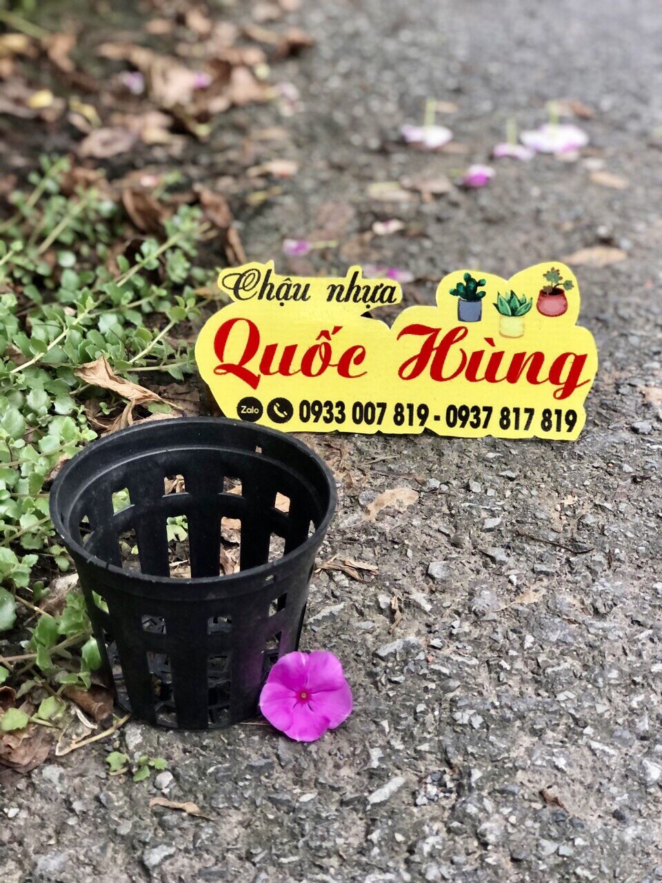 Combo 10 chậu nhựa trồng lan F12