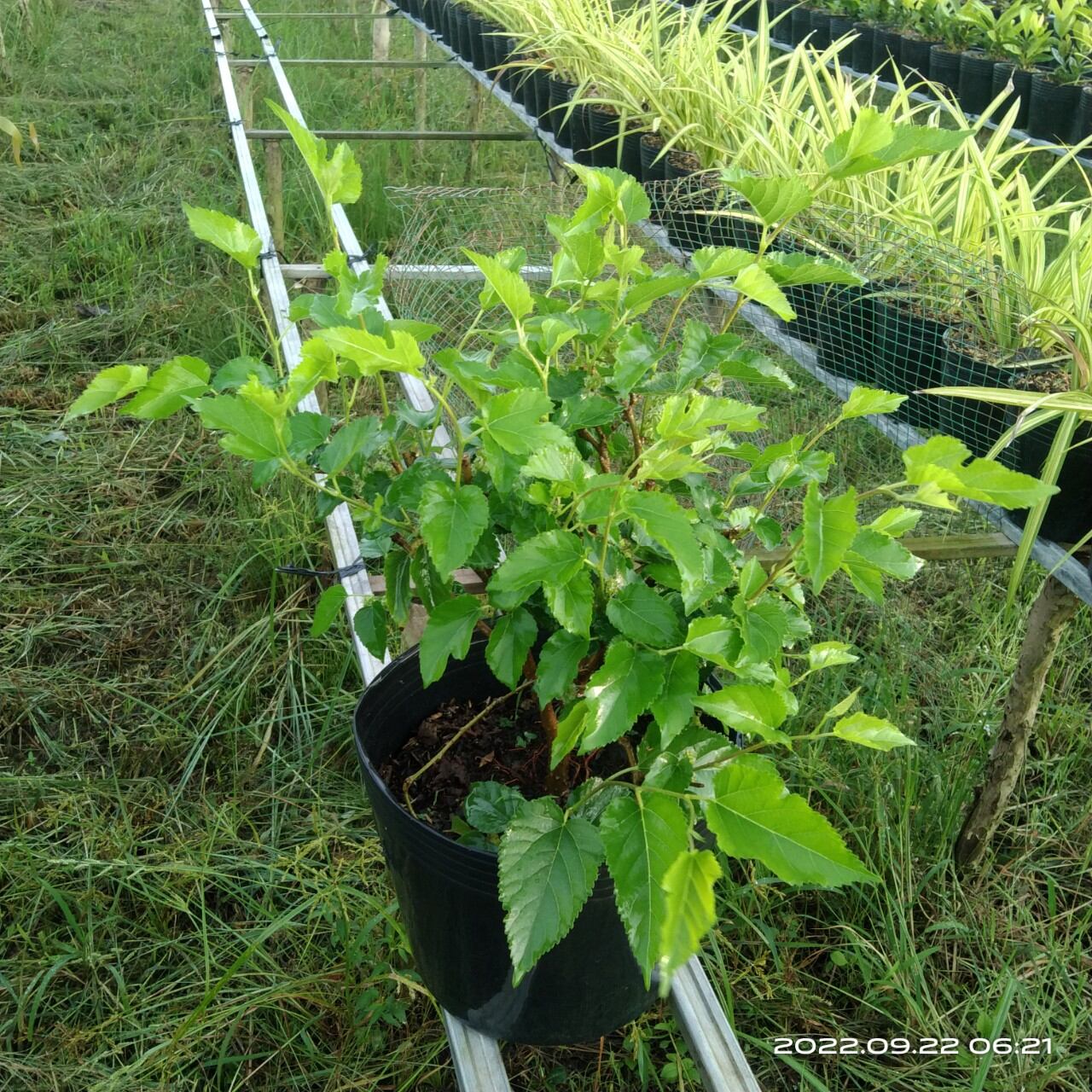 Cây dâu tằm chậu c9, cành già, bụi sum đang trái