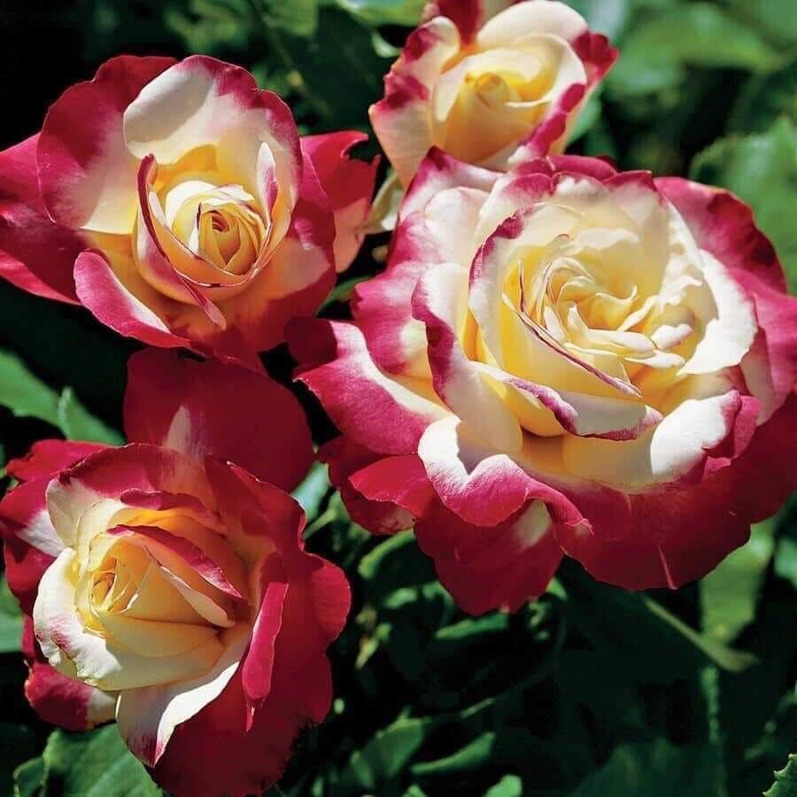 Hoa hồng ngoại nb Double delight rose size trung