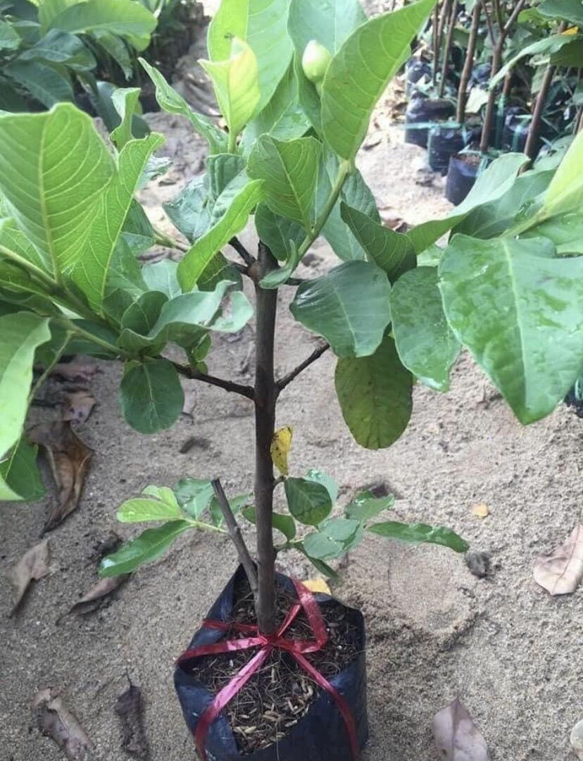 Ổi đài loan