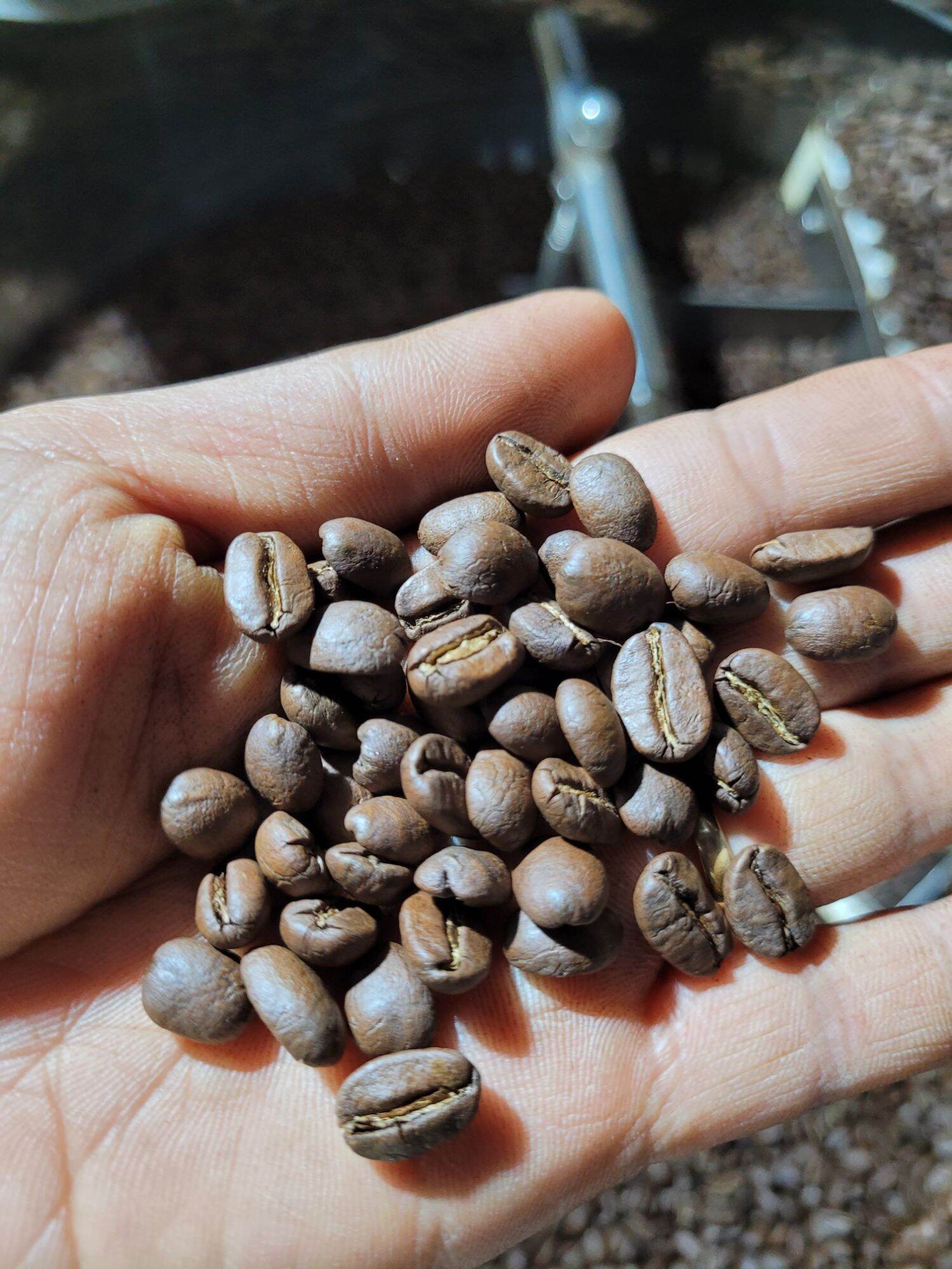 Nhân xanh Arabica cầu đất ( chưa rang)
