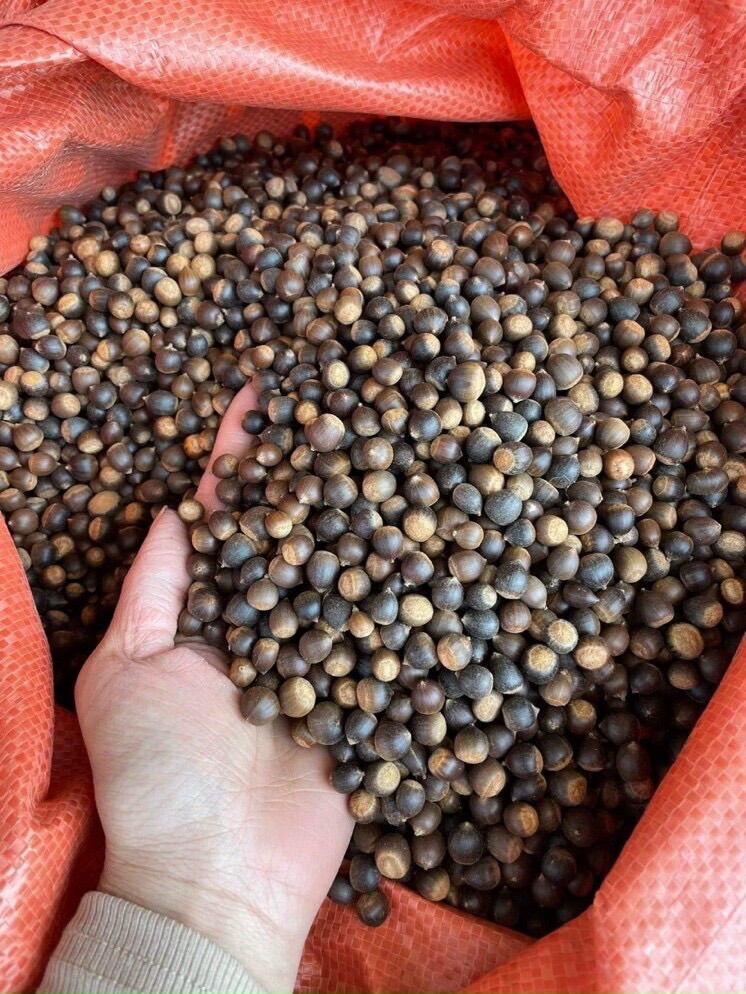 1kg hạt dẻ rừng Tây Bắc thơm bùi vụ mới 2022