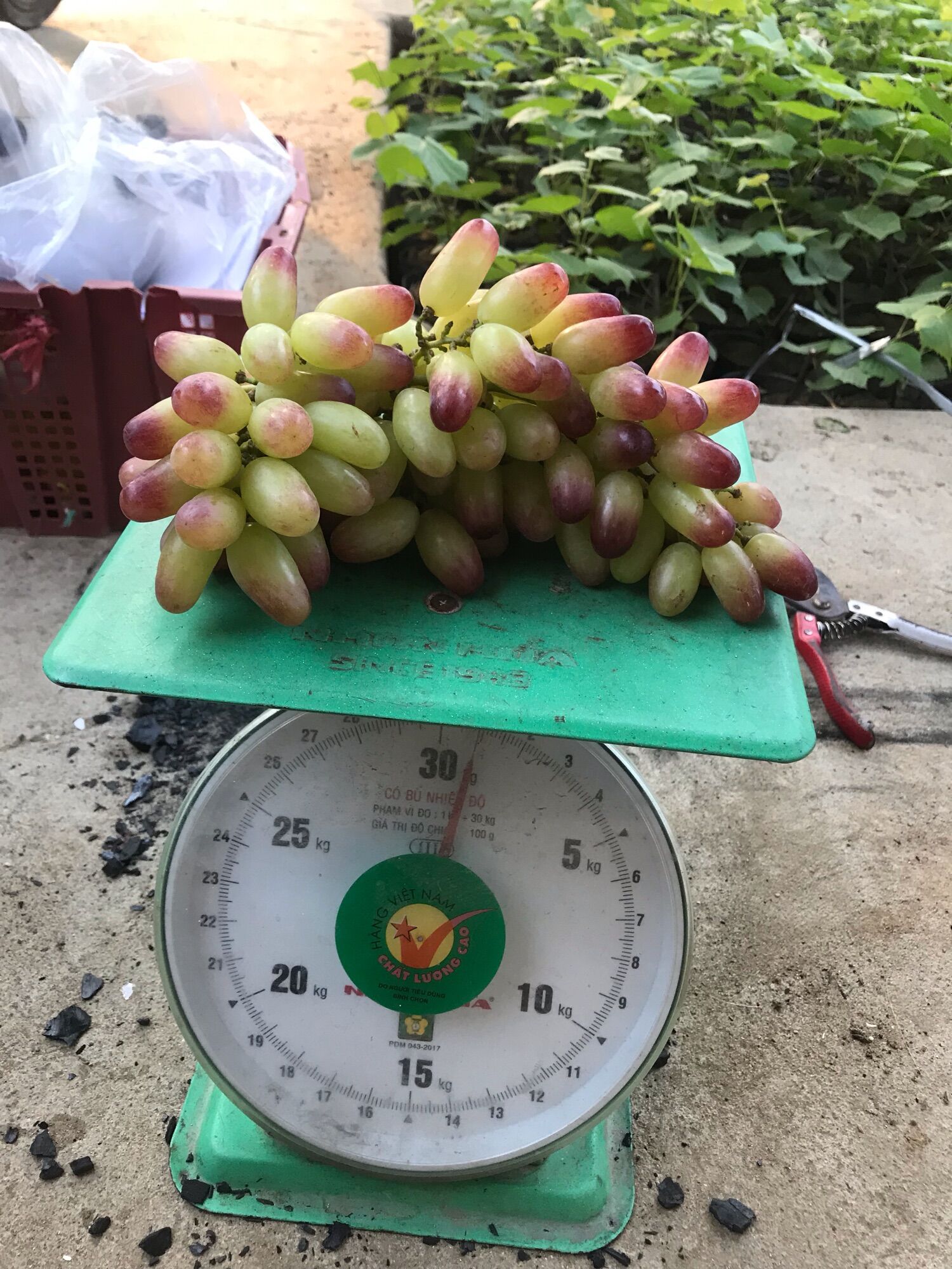 Nho ngón tay ( hồng nhật 152 )