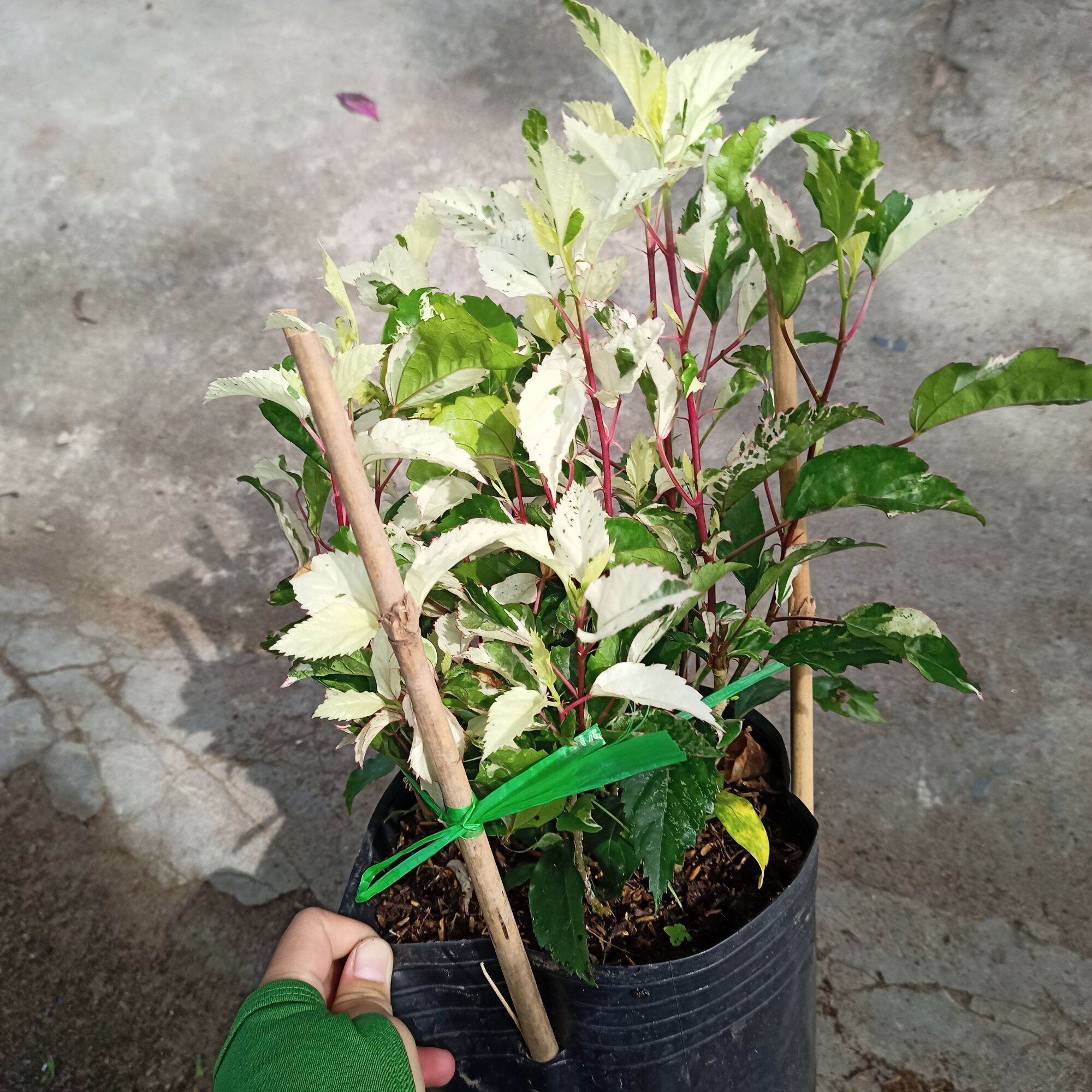 Chậu cây bụt var trắng