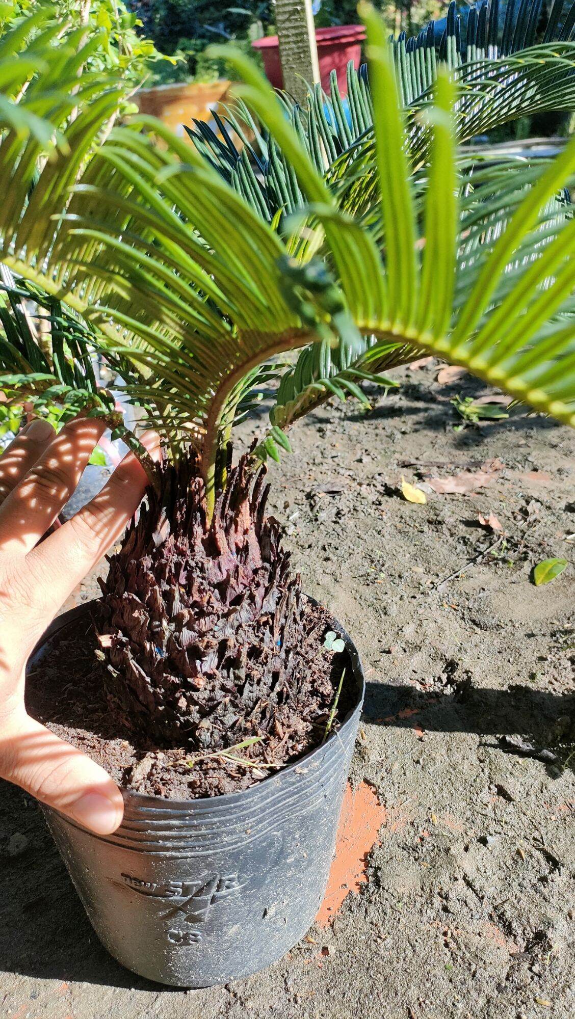Cây vạn tuế ( gốc như hình thân to )