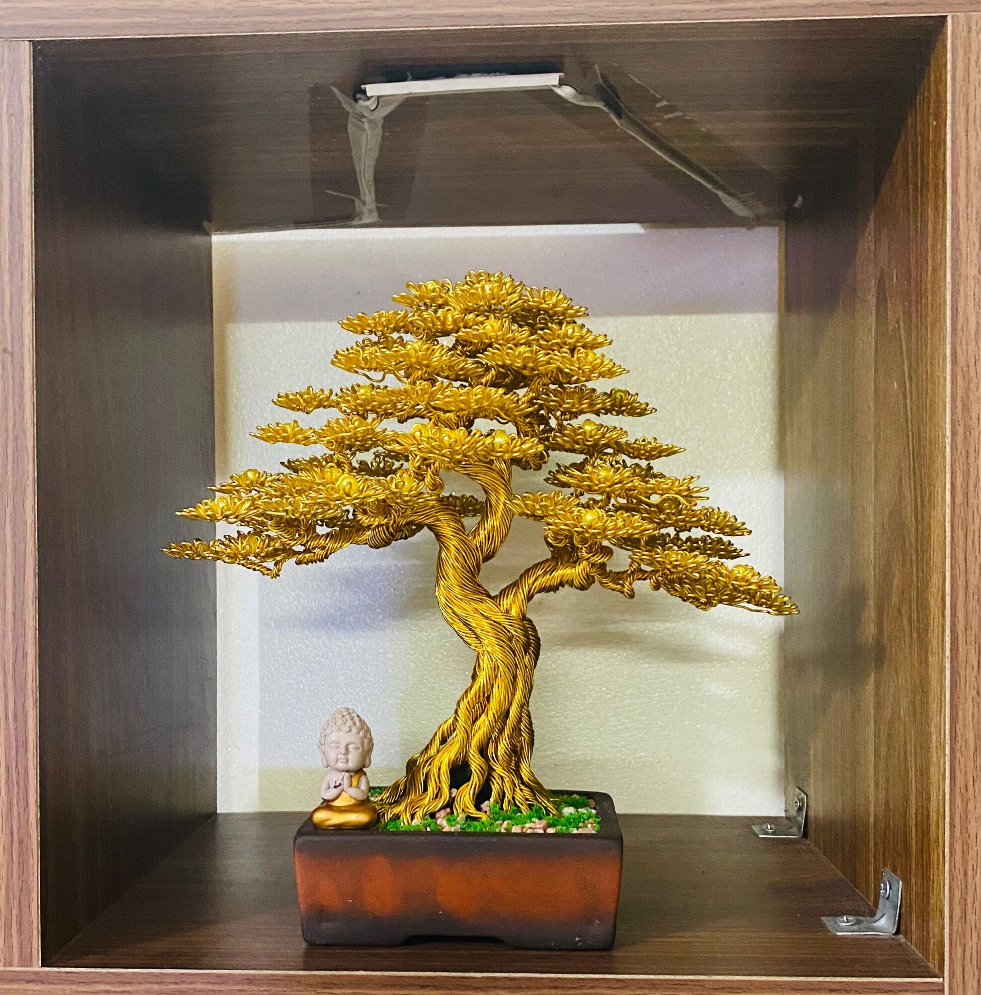 BonSai Dây Đồng , Cây bonsai để bàn , Cây bon Sai để bàn làm việc