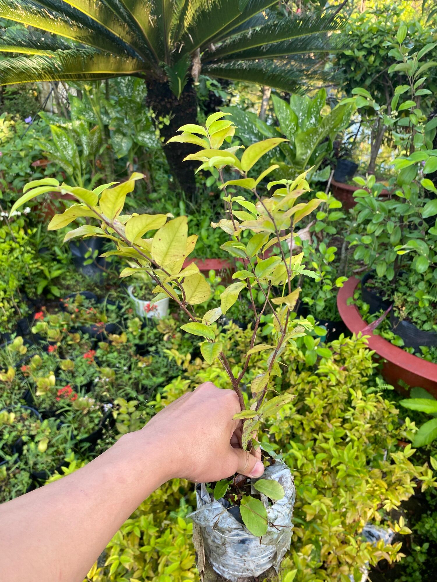 Nho thân gỗ lá lớn ( cây giống )