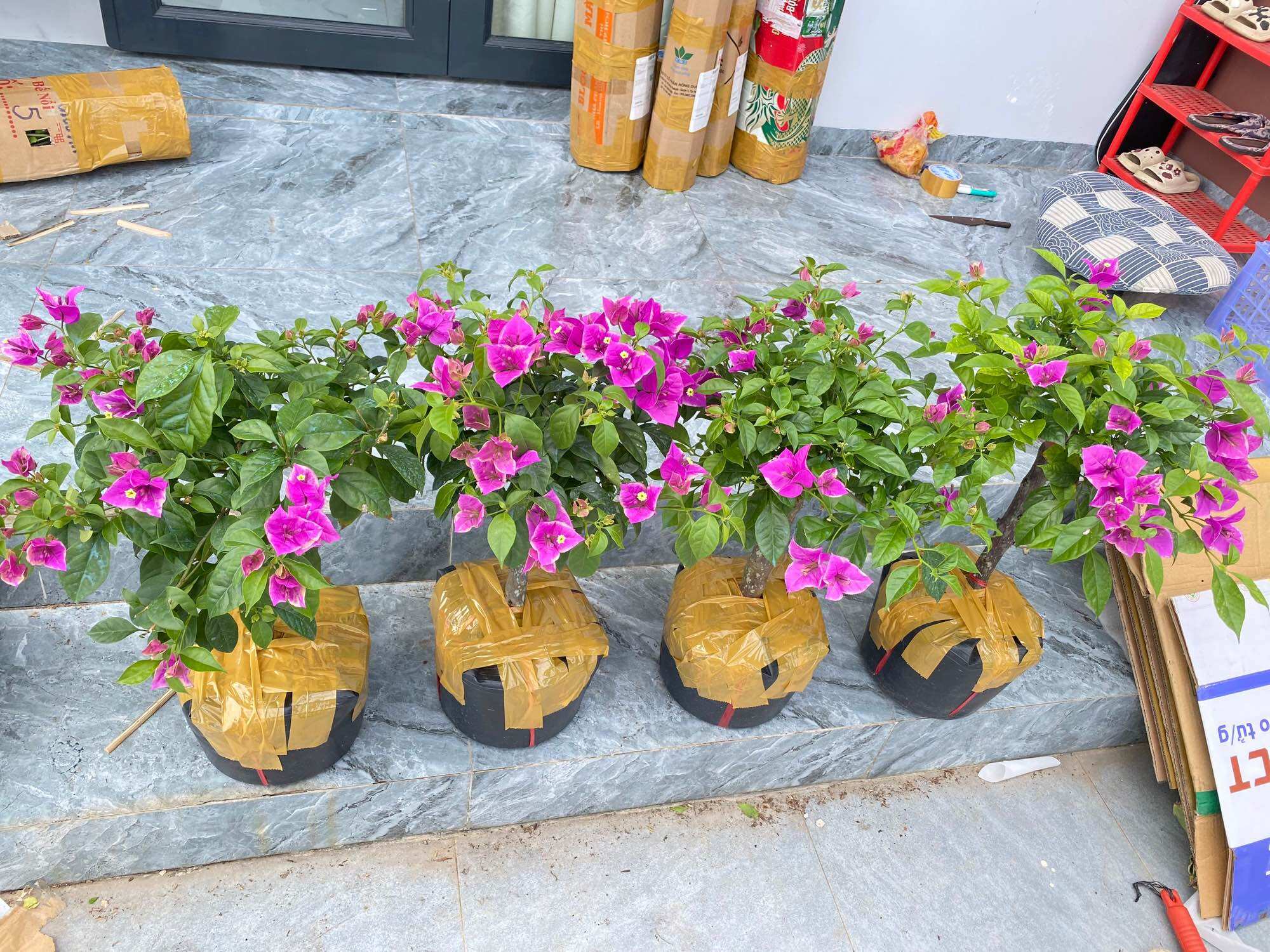 Cây Hoa Giấy Tím Bướm, cây đang hoa, thuần chậu.