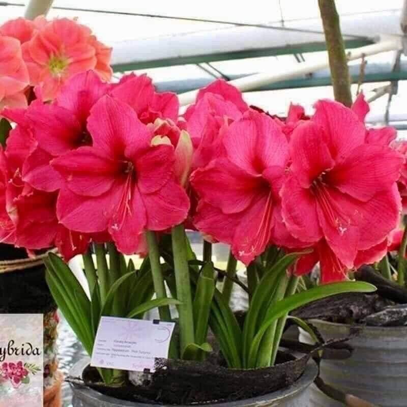 Củ Hoa Lan Huệ Kép(5 củ)