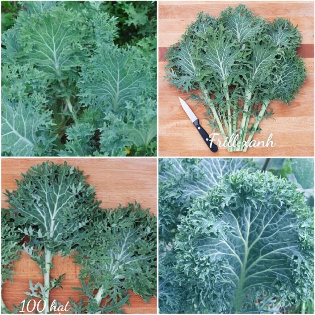 HẠT GIỐNG CẢI KALE MỸ NHẬP KHẨU