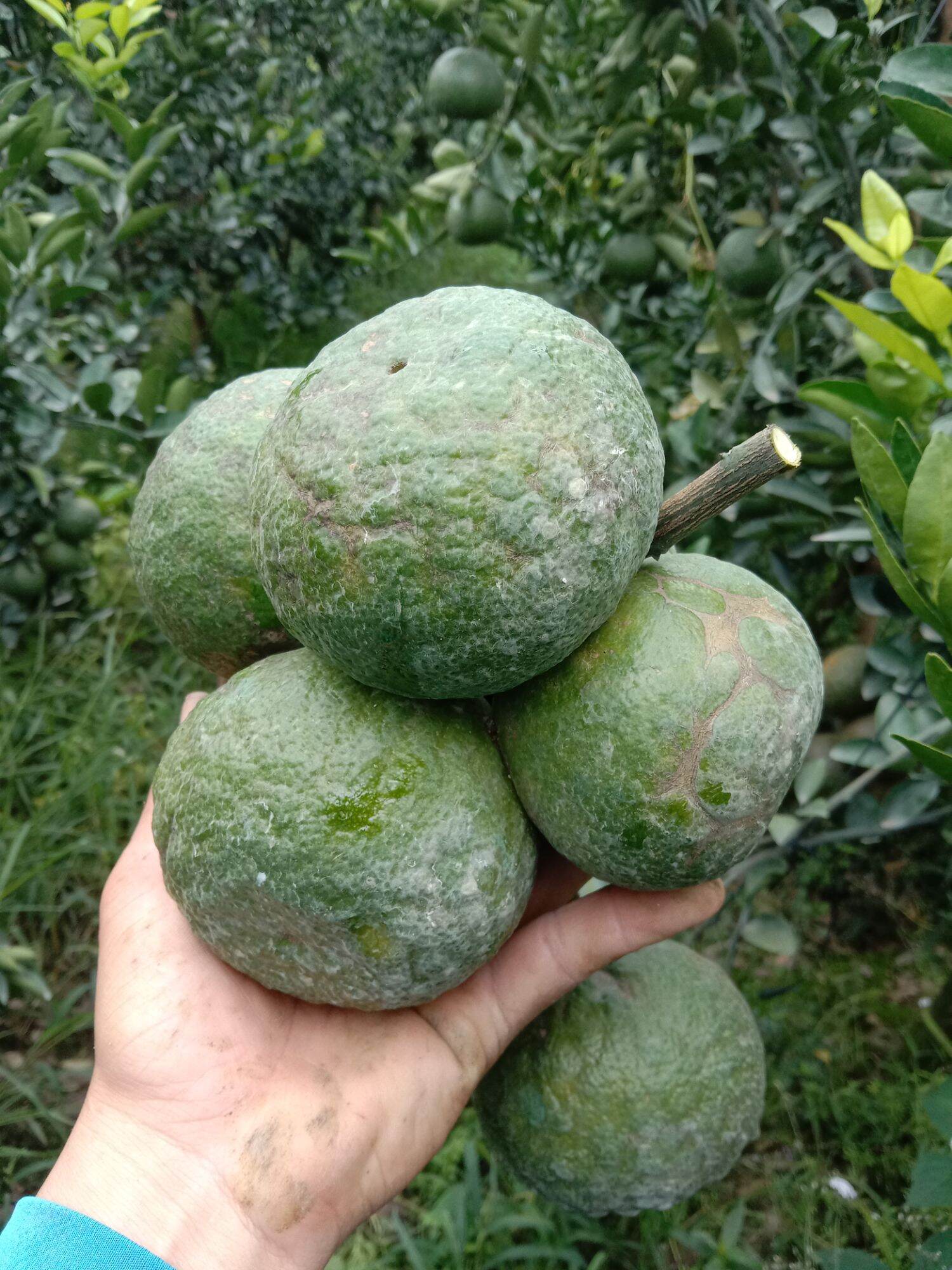 Combo 3kg cam sành vĩnh long nhà trồng size 3-8 trái 1kg.