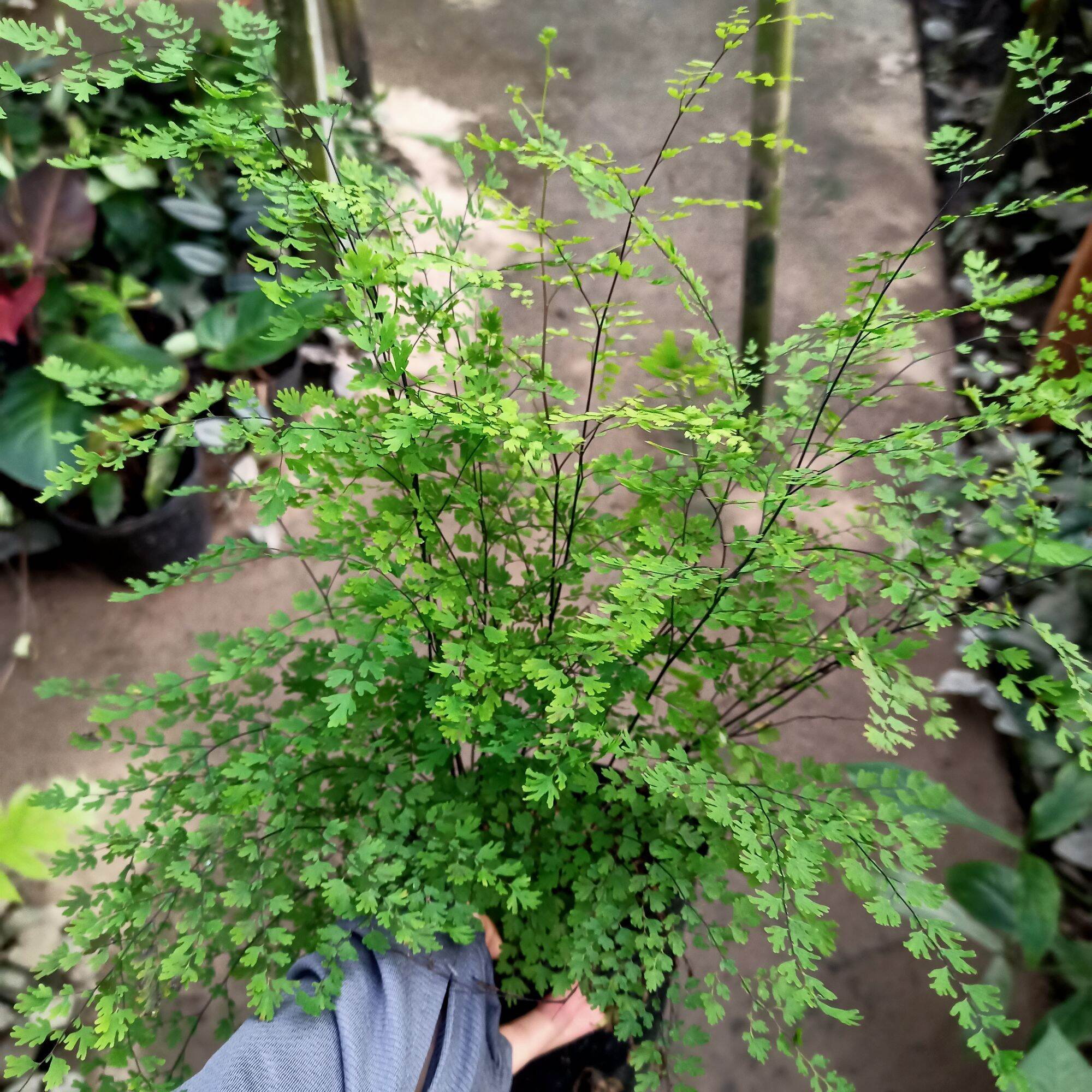 Chậu cây dương xỉ tóc thần lá nhuyễn