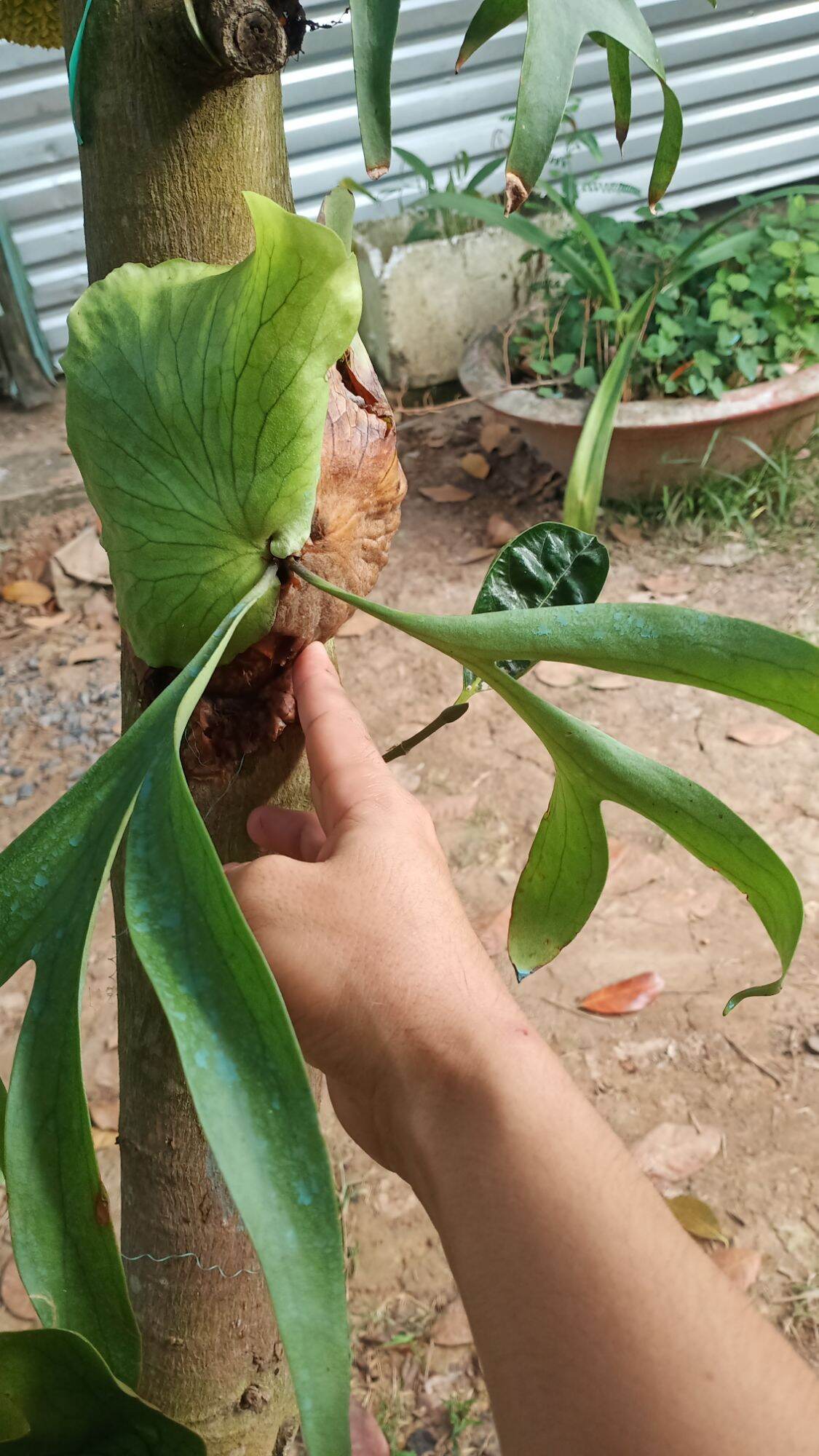 Cây Ổ Rồng