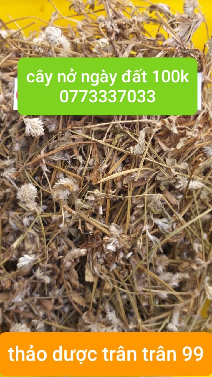 Cây nở ngày đất phơi khô 1kg