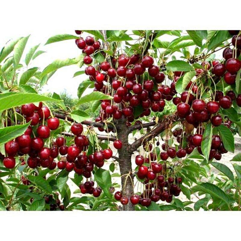 CÂY GIỐNG CHERRY ĐỎ BRAZIL