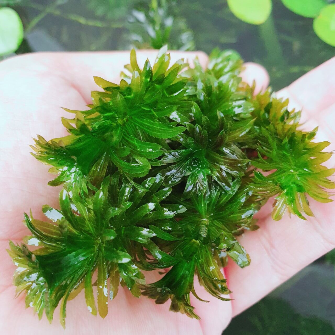 Rong đuôi chó