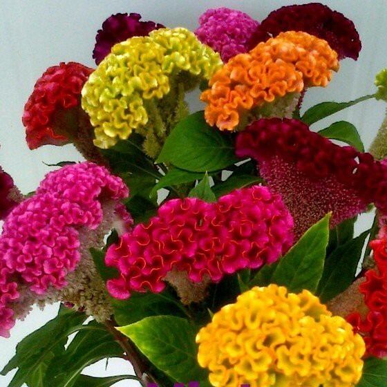 Hạt giống hoa Mào Gà Búa