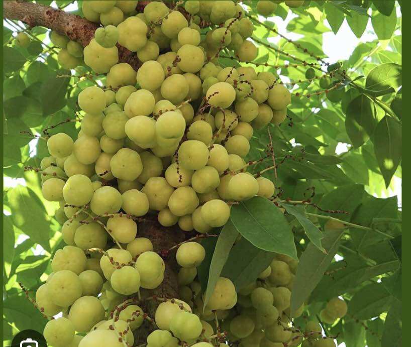 Cây giống chùm ruột ngọt