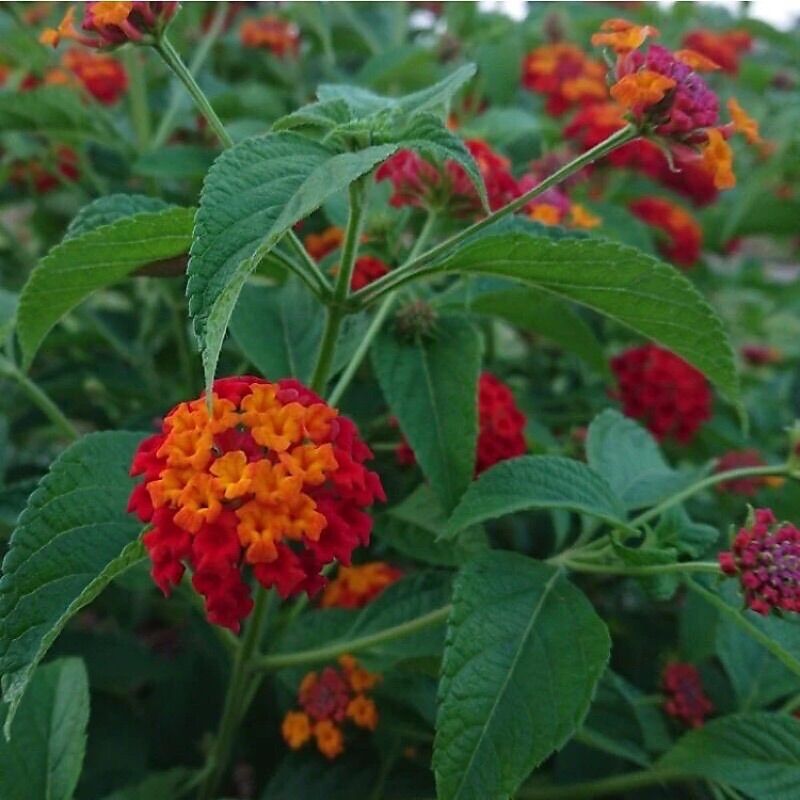 giống cây hoa ngũ sắc
