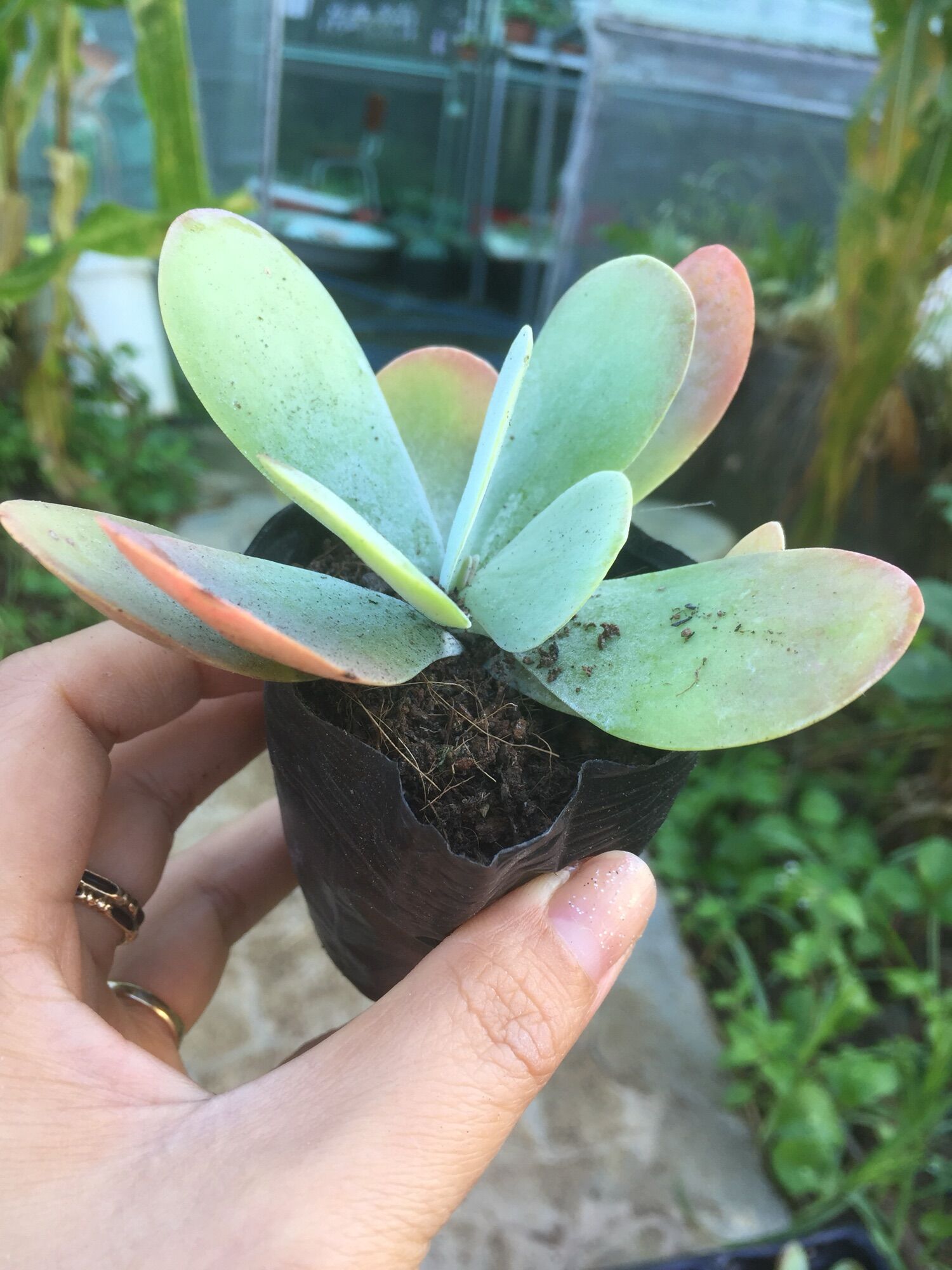Sen Đá Cánh Bướm Hồng size bầu