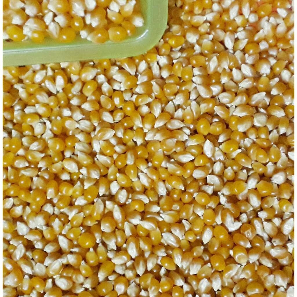 500g ngô mỹ làm bắp rang bơ