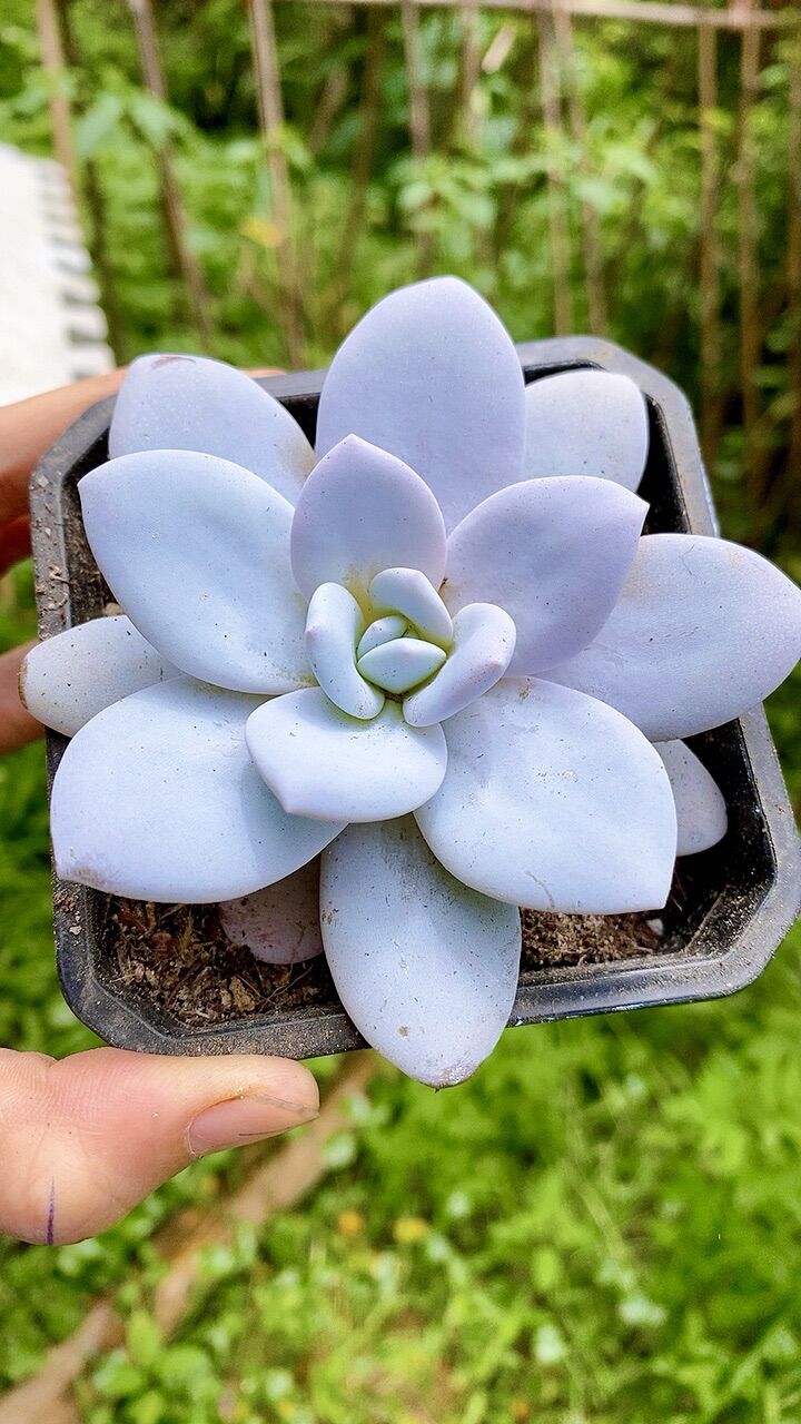 Sen đá laui trắng Hồng