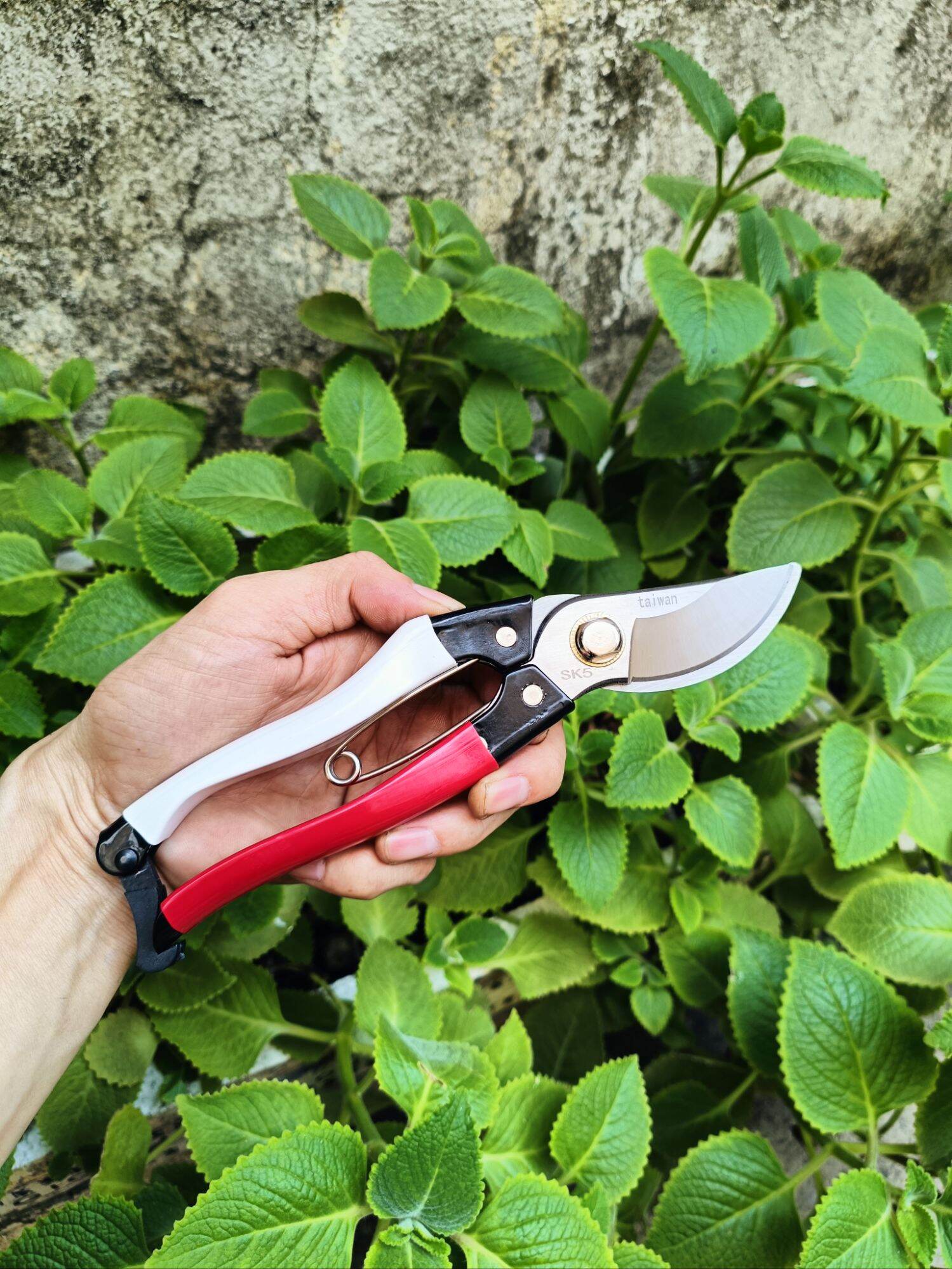 kéo cắt cành Taiwan cao cấp