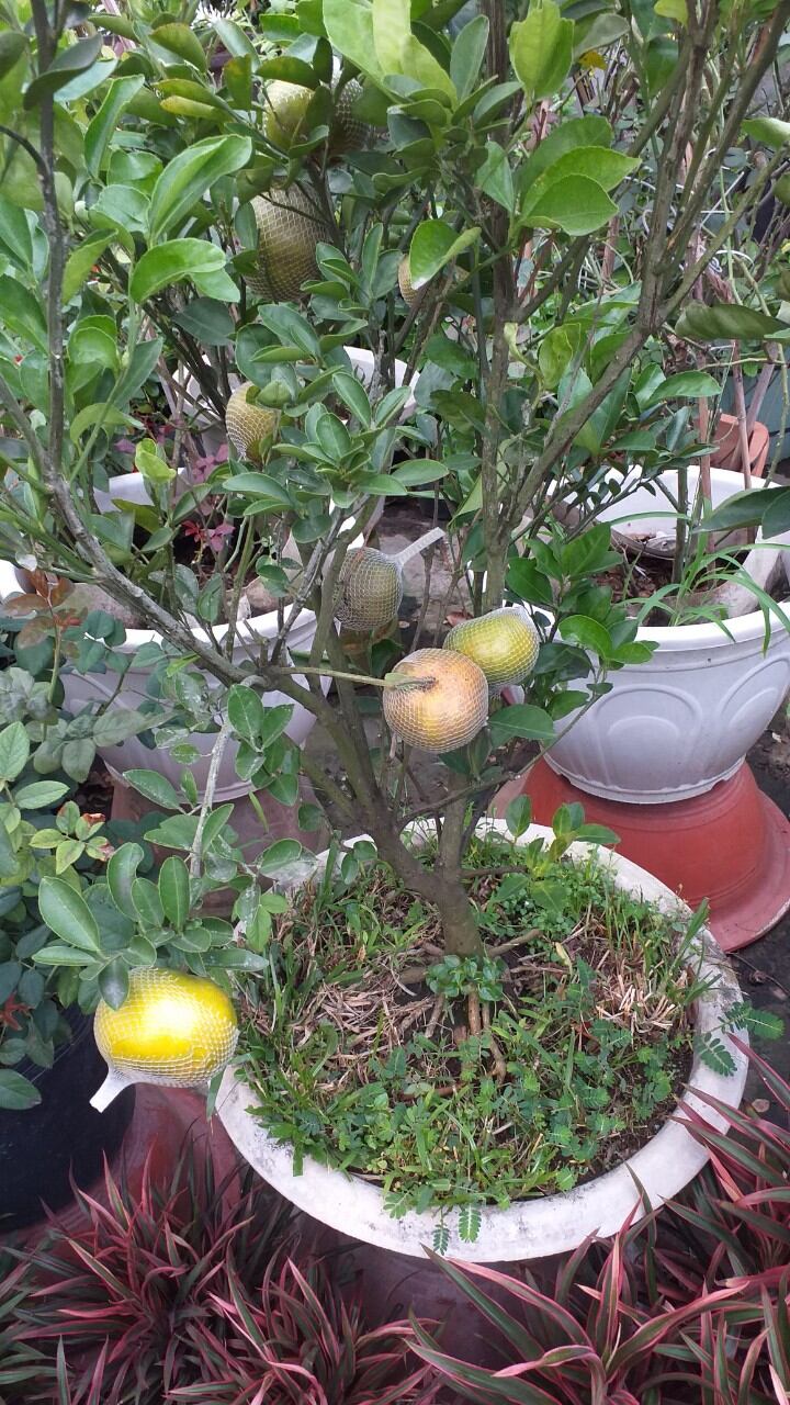 Cây quýt đường cao từ 100cm, ra quả sau 5 tháng.
