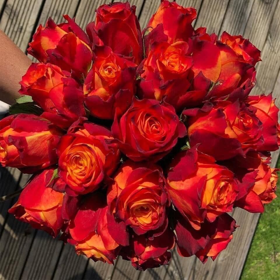 Hoa hồng Rossie Rose – Màu cam lửa siêu chùm bền đẹp