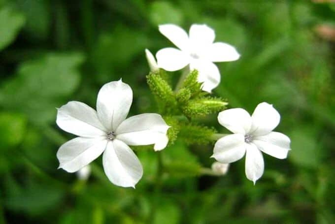 Bạch hoa xà, bạch tuyết hoa, chậu giống