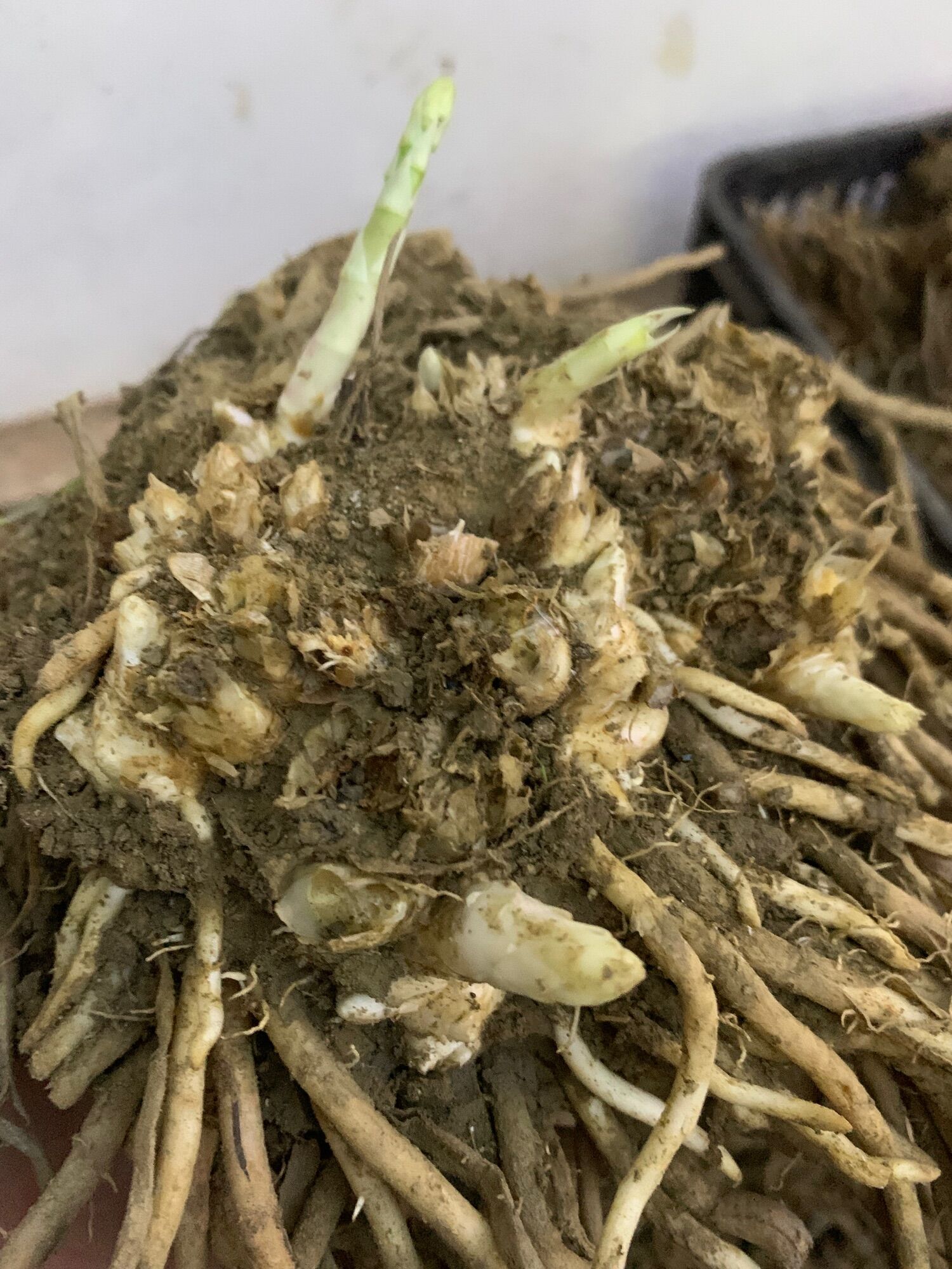 Gốc măng tây - gốc lớn