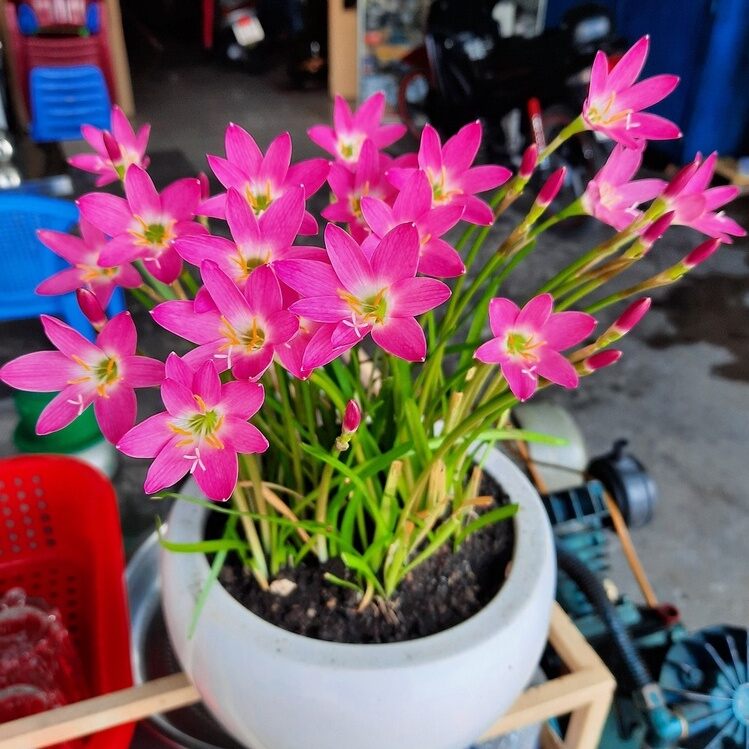 cây huệ mưa siêu hoa