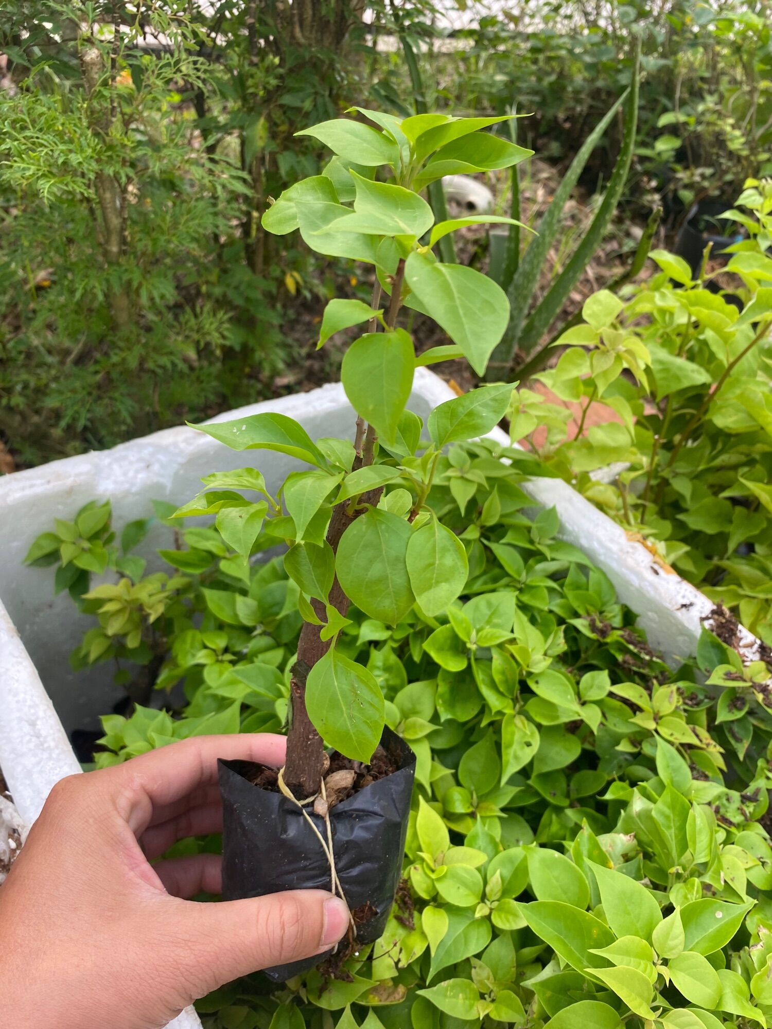1 Hoa giấy giống mỹ ( cây giống )