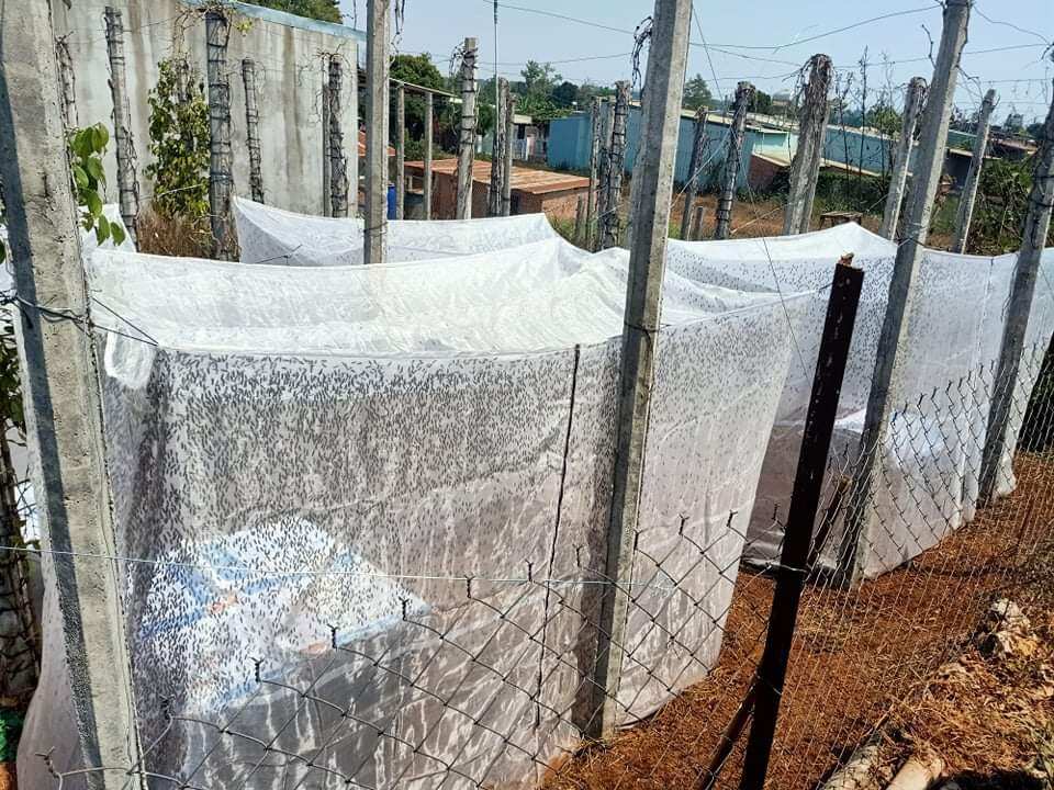 Lồng lưới nuôi cào cào 3x2x2