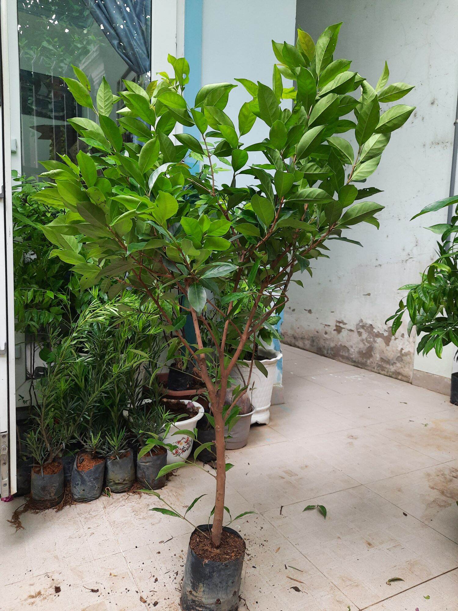 Boat Cassava Tree, Height 1m