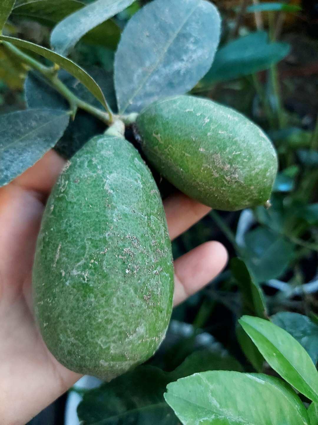 Cây giống chanh mỹ trái dài